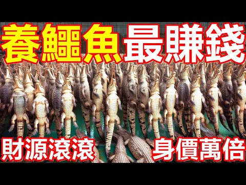 The whole process of crocodile breeding!It's amazing!How to make a lot of money by raising crocodile