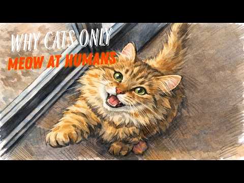 Secret Signs Your Cat Meows ONLY to You The Hidden Truth