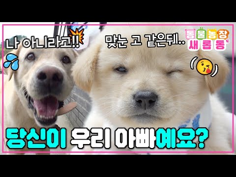 [#새롭동물농장] 우리 아빠는 좋겠다~🥰 이렇게 귀여운 내가 자식이라서~🐶 / EP.1237 #TV동물농장 #AnimalFarm #SBSstory