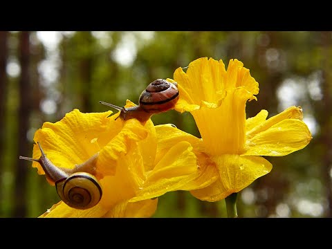 Макрофотография. Особенности и приёмы съёмки мелких объектов