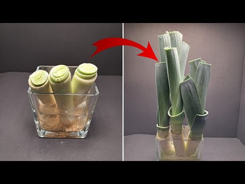 The Incredible Secret Life of Leeks