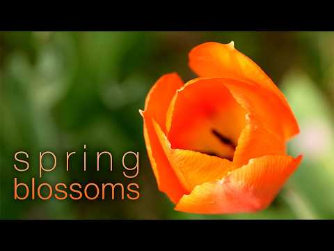 4K Macro Spring Flowers in Slowmotion | Nature Relaxation Ambient Film