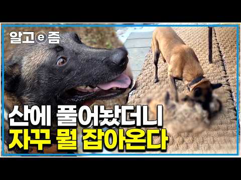 "이 친구한텐 행복한 삶 그 자체죠"똑똑하기로 유명해 경찰견 마약 수사견으로 많이 훈련되는 말리노이즈를 산에 풀어 놨더니... ｜세상에 나쁜 개는 없다｜알고e즘