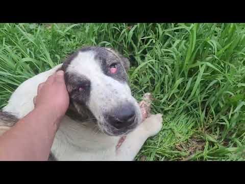 #алабай #сао 🐕 Будни алабаев🦴