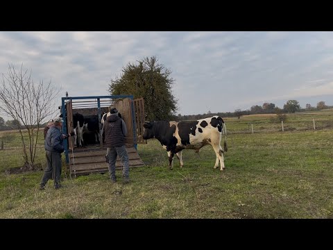 Sale of bullocks, price! Feed procurement! Sarnen region