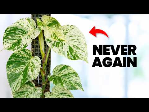 Why i'm starting to hate moss poles