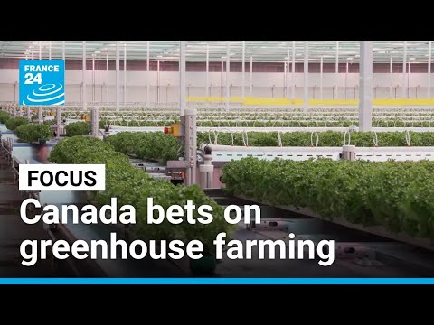 Canada's Ontario bets on greenhouse farming to boost food sovereignty • FRANCE 24 English