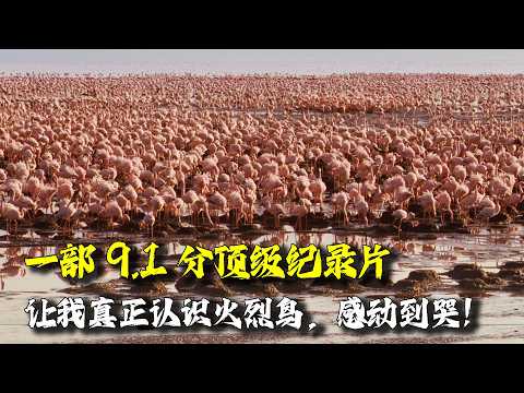 每一种生命都是奇迹！这部9.1分顶级纪录片，让我真正认识火烈鸟，感动到哭！
