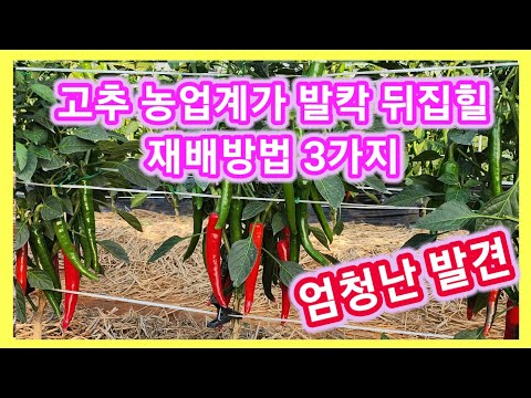 고추농업계가 발칵 뒤집힐 엄청난 재배방법 3가지 발견~고추농사 잘짓는방법