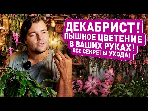 ДЕКАБРИСТ! ПЫШНОЕ ЦВЕТЕНИЕ В ВАШИХ РУКАХ! Все секреты ухода!