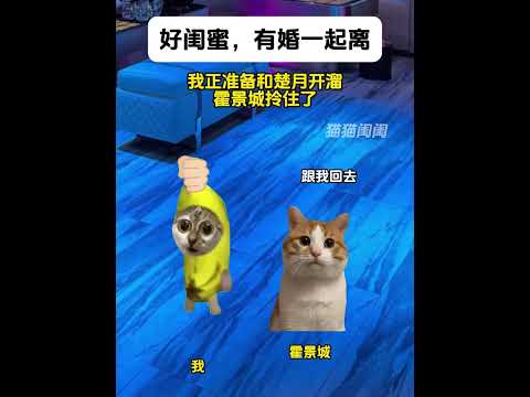 《猫猫闺闺》1-7集...#猫meme #猫meme小剧场 #大熱門 #funny #memes