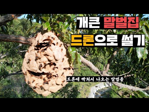 양봉장 코앞에 거대한 본진만들고 꿀벌 약탈하는 등검은말벌, 드론 이용해서 집 공격하기(feat.골드버튼)