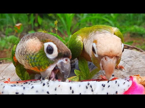 Happy Bird Sounds, what does my bird eating Green Cheek Conure Parrot