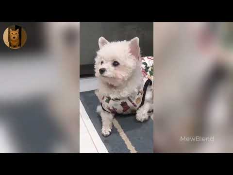 Funniest Cats of 2025 😹 You Won’t Stop Laughing! Part 59