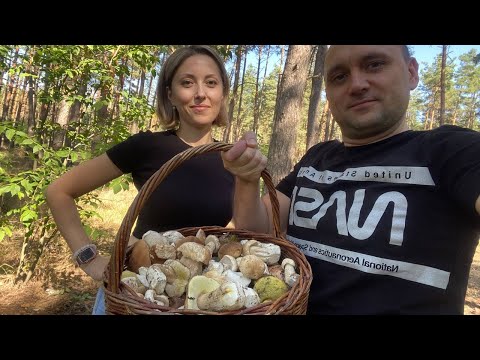 Пошло дело! Белые грибы