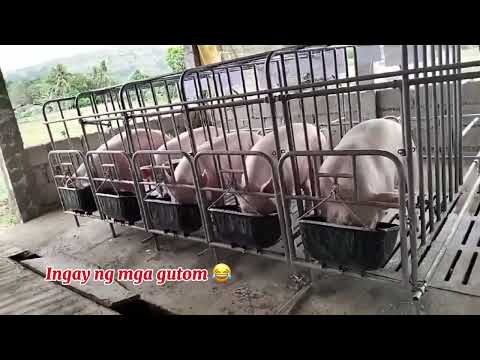 Ganito ka ingay ang mga Inahin kapag gutom π
| feeding time