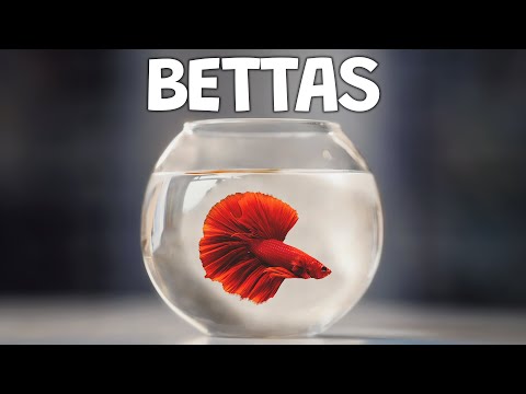 The Best Betta Fish: Choosing the Perfect Betta Fish for Your Aquarium.