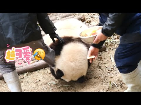 🌸HeHua grabbed new Nanny's leg like in old days with Nanny Zhang🥰💖😂