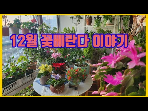 12월 꽃베란다 이야기#새로들인 꽃#포인세티아#미니바이올렛#시클라멘