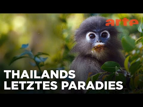 Kui Buri - Thailands unbekanntes Eden | ARTE Fernweh