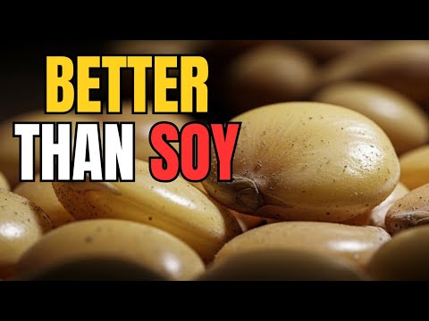 This Crop Competes With Soy for Protein — Without Chemicals or GMOs. Why Was Lupin Replaced?