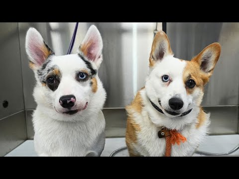What's Better Than a Corgi? Two Corgi's Of Course.