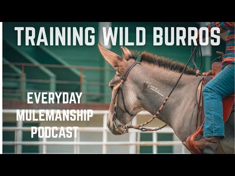 Training Wild Donkeys With Mary Jo Enfield (Everyday Mulemanship Podcast)