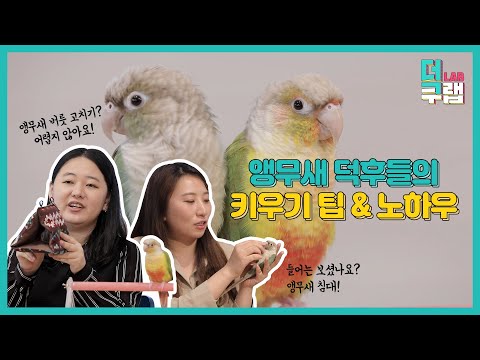 앵무새 키우기 어렵지 않아요! 앵무새 키우기 팁 & 노하우 [더쿠랩]