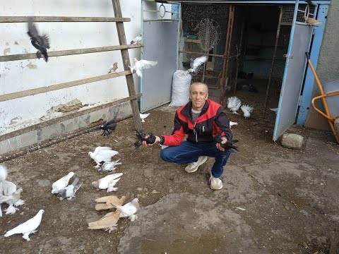 Узбекистанские бойные голуби