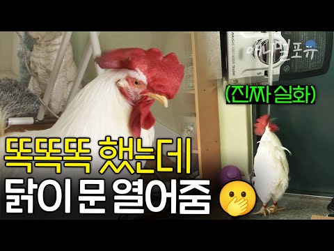 마트에서 산 유정란 부화시켰더니.. 사람 같은 천재 닭이 탄생했다?! | KBS 생생정보 170407 방송