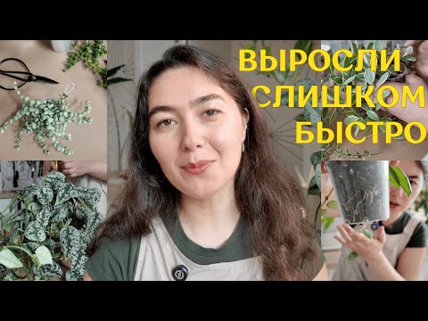 БЕСПОЩАДНО черенкую и ВЫБРАСЫВАЮ РАСТЕНИЯ | ВРЕМЯ обновлять РАСТЕНИЯ, которые ВЫРОСЛИ слишком БЫСТРО