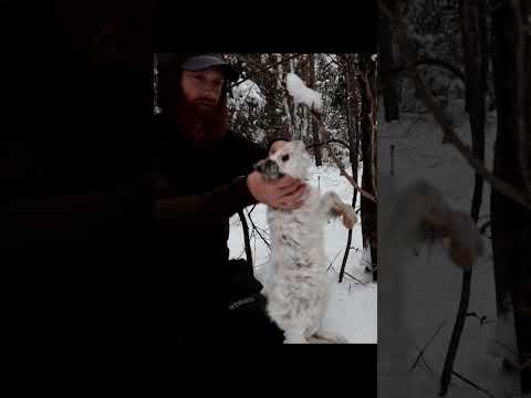 Finding Food in Winter - Vital Survival Skills. #winter #survival