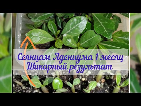 Как я добилась такого шикарного прироста у Адениумов всего за месяц.
