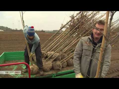 Bruns Pflanzen- Baumschulen, Wenn Bäume in die Schule gehen.   Wie geht das? NDR