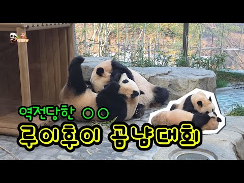 🗓20251218 세컨하우스🎦루이후이 곰냥대회 우승자는 바로 ○○!🎦💕🐼루이바오🐼후이바오💕