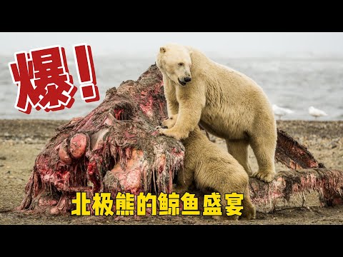 《舌尖上的北极》#动物#动物世界#野生动物#北极熊#北极
