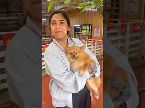 Furball ❤️ #vietnam #couplevlog #cute #dog #sapavietnam #food #dogvideos #budgettravel #fun #viral