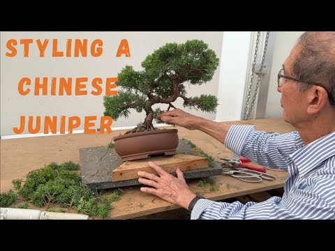 Styling a Chinese Juniper