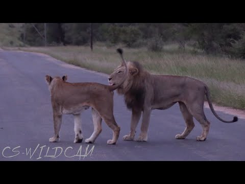 Vuyela Brother Mating with River Pride Lioness during the Floods