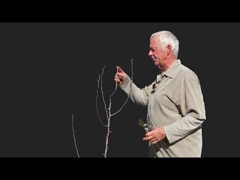 How to Properly Prune a Just-Planted Pear Tree?  See Several Different Examples - PART 1 of 4