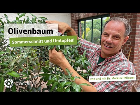 Olivenbaum: Sommerschnitt und Umtopfen, Dünger, Gießen | gardify Tipps