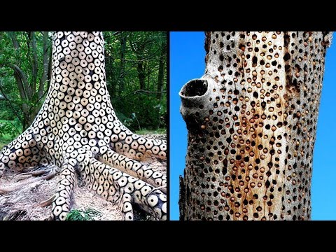 Verblüffende Anomalien Der Natur