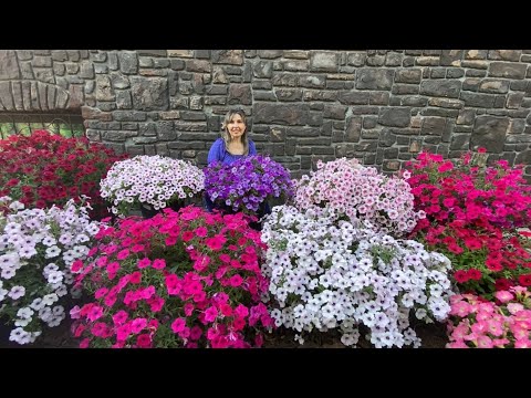 САМЫЕ КРАСИВЫЕ ПЕТУНИИ ИЗ СЕМЯН! ЦВЕТУТ БЕЗ ОСТАНОВКИ