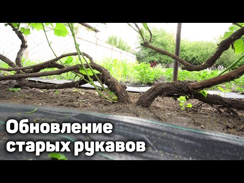 How to properly renew or replace old sleeves on grape bushes?