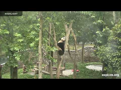 1.5 Hours of Adorable Pandas