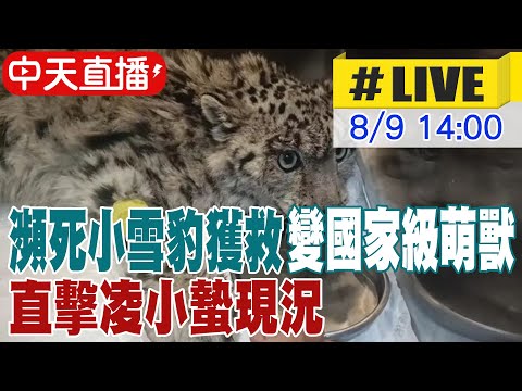 【中天直播#LIVE】瀕死小雪豹獲救變國家級萌獸 直擊凌小蟄現況 20250809 @全球大視野Global_Vision