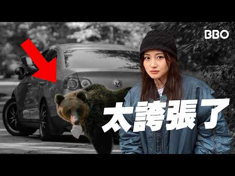 Bear attacks? Enter Bear Town to find out why the bear problem is especially serious this year #BBO