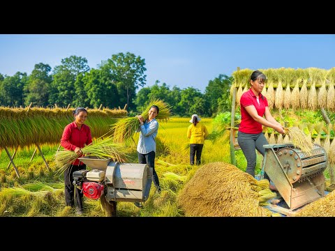 TIMELAPSE -- The Autumn Rice Crop Harvesting Process: 1000Kg+ Harvest Rice, Go to Market Sell