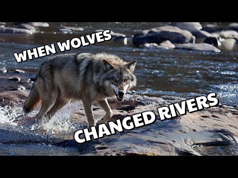 How Wolves Brought Rivers Back to Life