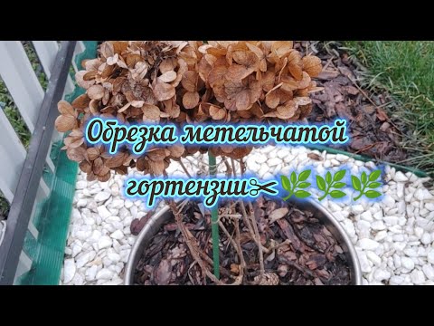 21.01.2024 Обрезка метельчатой гортензии, формирую, режу на черенок🌿🌿🌿#гортензия